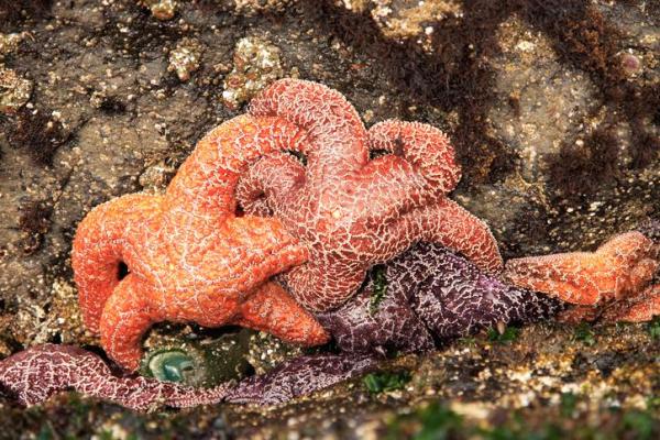 ¿Cómo nacen las estrellas de mar?  - ¿Cómo se reproducen las estrellas de mar?