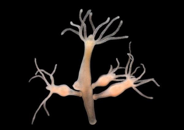 ¿Cómo nacen las medusas? - Reproducción de las medusas - ¿Cómo nacen las medusas?