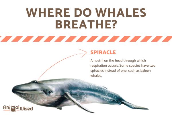 ¿Cómo respiran las ballenas?  - ¿Dónde respiran las ballenas?