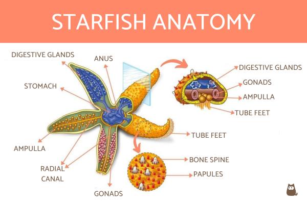 ¿Cómo respiran las estrellas de mar? - ¡Bajo el agua y fuera del agua! - Anatomía de las estrellas de mar