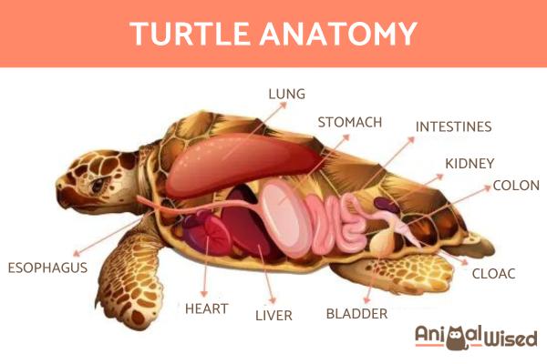¿Cómo respiran las tortugas y los galápagos? - ¿Cómo respiran las tortugas?