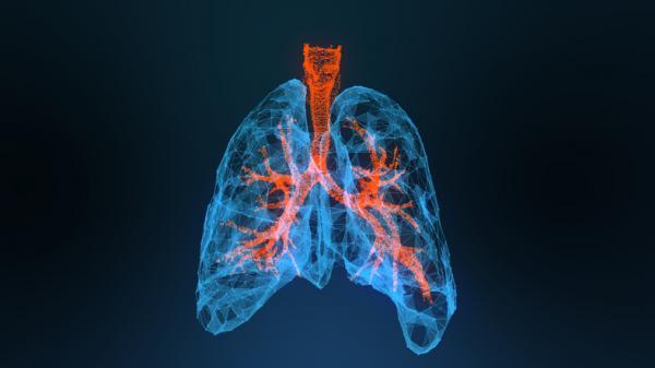 ¿Cómo respiran los animales? - Respiración pulmonar