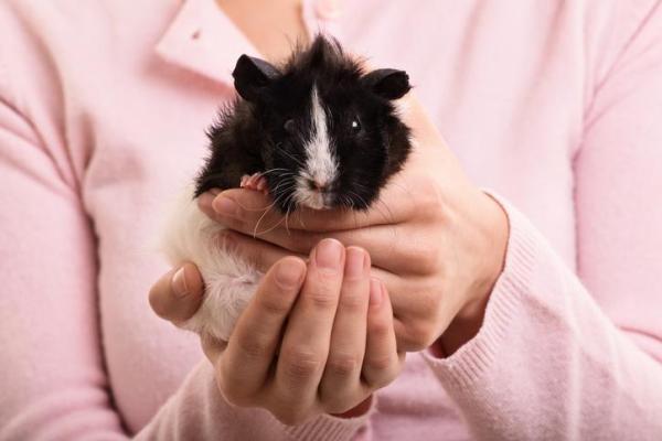 ¿Cómo saber la diferencia entre un conejillo de indias macho y una hembra? - Cómo examinar una cobaya