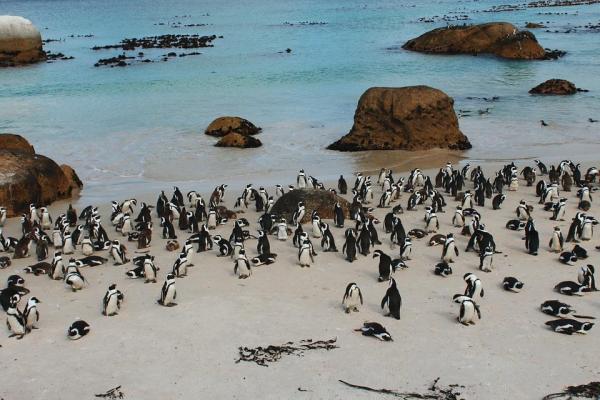 ¿Cómo se aparean y reproducen los pingüinos? - ¿Cómo se aparean y reproducen los pingüinos?