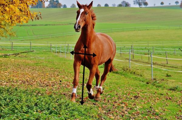 ¿Cómo se clasifican los caballos en tipos? - Tipos de caballos según tamaño