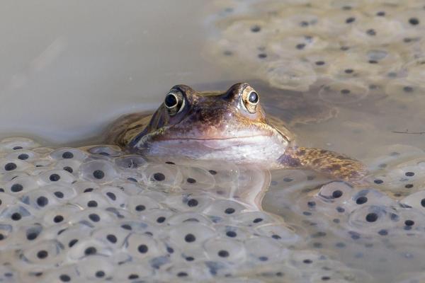 ¿Cómo se reproducen las ranas? - Reproducción de ranas - Fertilización de ranas