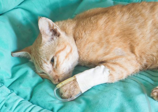 ¿Cómo sé si mi gato ha sufrido un derrame cerebral? - Tratamiento de accidentes cerebrovasculares en gatos