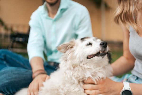 ¿Cómo sé si mi perro me ve como el alfa o el líder de la manada?  - Saludos exuberantes