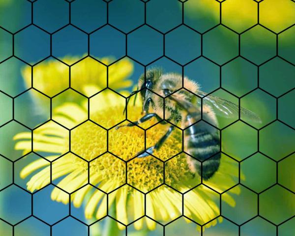 ¿Cómo ven las abejas? -
