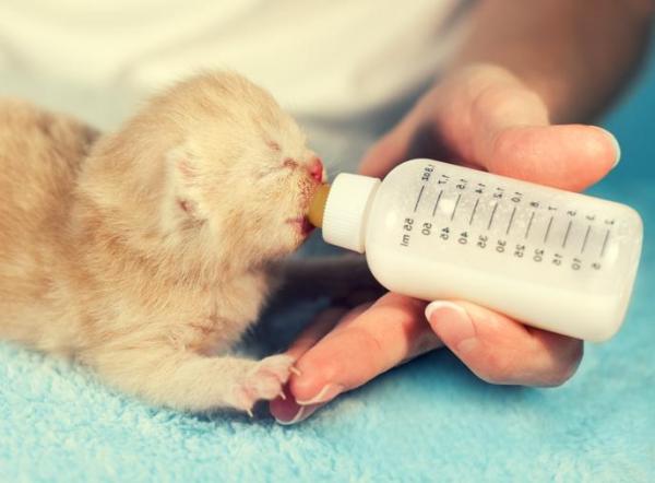 ¿Con qué frecuencia debo alimentar a mi gato?  - ¿Con qué frecuencia debo alimentar a mi gatito recién nacido?