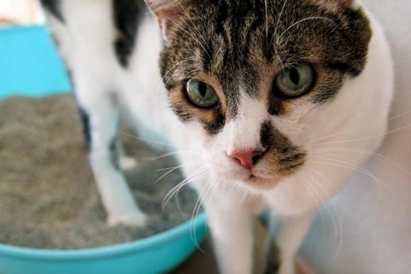 ¿Con qué frecuencia debo cambiar la arena de mi gato? - La importancia del arenero de un gato