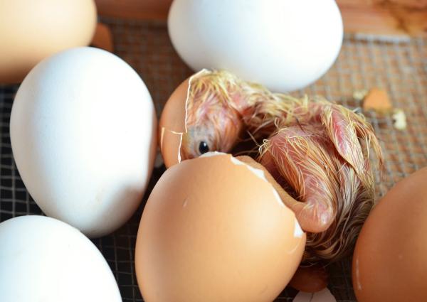 ¿Con qué frecuencia ponen huevos las gallinas? - ¿Cómo ponen huevos las gallinas?