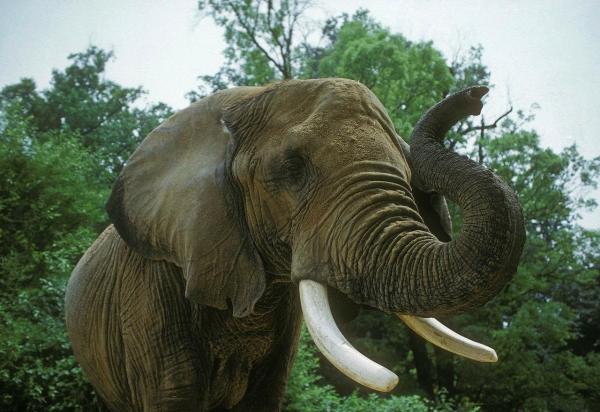 ¿Cuál es el animal más fuerte del mundo? - Elefante africano de sabana
