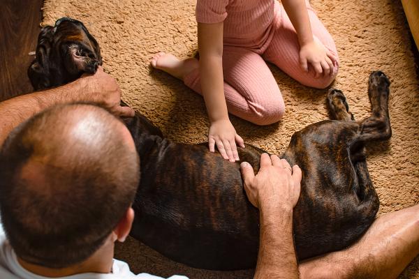 ¿Cuál es el tiempo más largo entre el nacimiento de los cachorros? - Cronología del parto