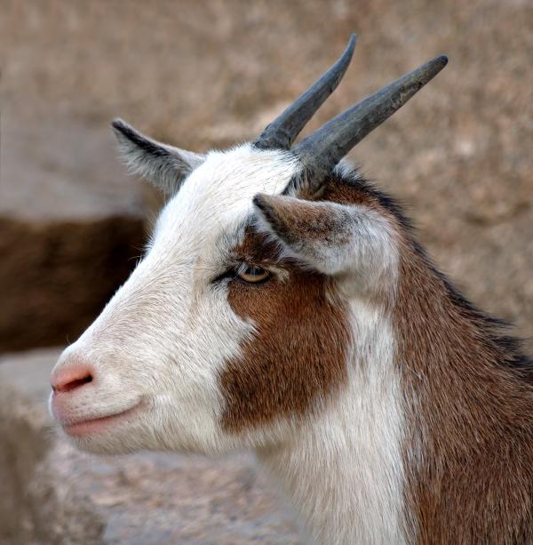 ¿Cuál es la diferencia entre una cabra y una oveja? - Diferencias en los cuernos entre cabras y ovejas.