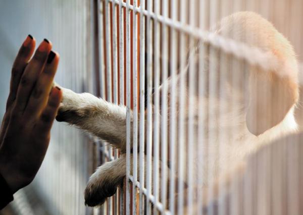 ¿Cuál es la edad adecuada para adoptar un cachorro?  - ¿Cuál es la mejor edad para adoptar un cachorro?