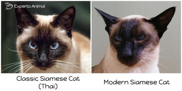 ¿Cuál es la mejor dieta para un gato siamés?  - El peso ideal de un gato siamés