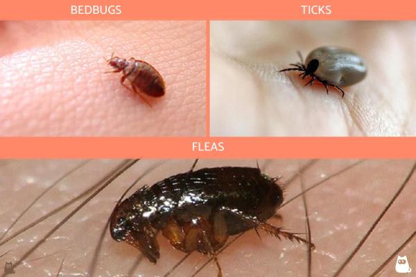 ¿Cuáles son las diferencias entre chinches, garrapatas y pulgas? - Diferencias de comportamiento entre chinches, garrapatas y pulgas