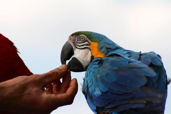 ¿Cuáles son las mejores aves para tener como mascotas? - 1. Loro