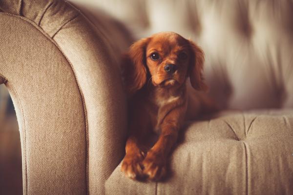 ¿Cuáles son las mejores mascotas para vivir en un apartamento?  - Perros