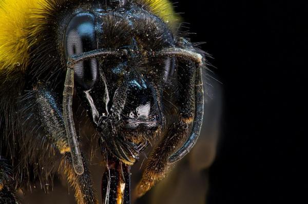 ¿Cuáles son las partes de la abeja? - Cabeza de las abejas