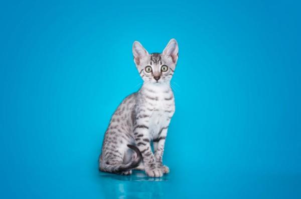 ¿Cuáles son las razas de gatos más antiguas del mundo? - 1. Mau egipcio