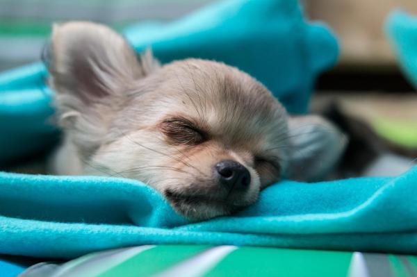 ¿Cuándo dejan de crecer los chihuahuas? - ¿Cuándo dejan de crecer los cachorros de chihuahua?