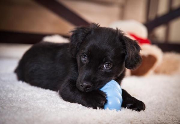 ¿Cuándo dejan los cachorros de masticar todo? - Mi cachorro muerde todo