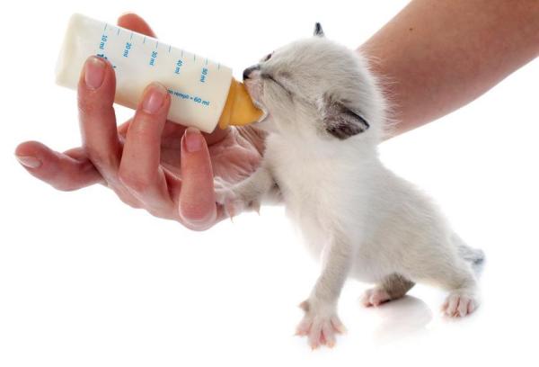 ¿Cuándo empiezan los gatitos a comer y beber agua por sí solos? - ¿Qué alimentar a los gatitos recién nacidos?