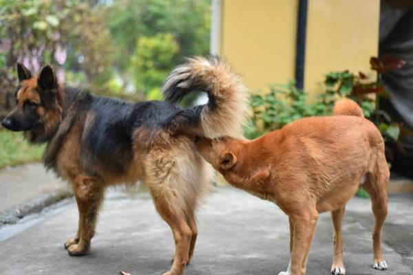 ¿Cuándo entra en celo una perra después de tener cachorros? - ¿Puede una perra tener cachorros después de dar a luz?