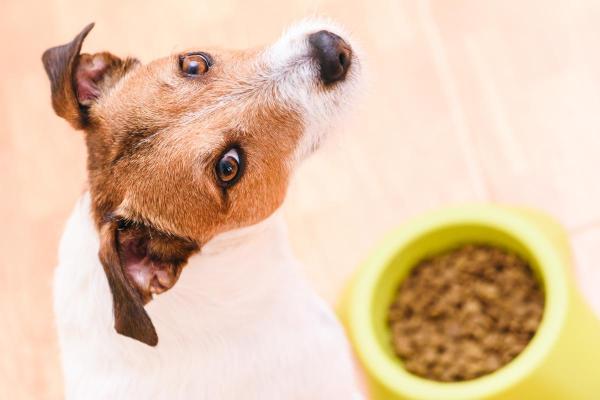 ¿Cuándo es el mejor momento para alimentar a un perro? - ¿Deberías alimentar a un perro una o dos veces al día?
