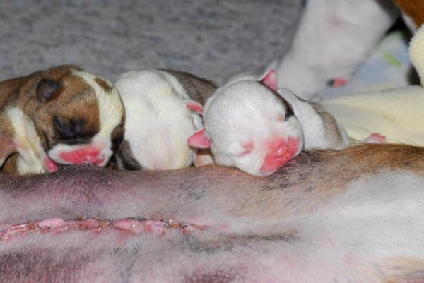 ¿Cuándo es necesaria una cesárea para perros? - ¿Cómo sé si mi perro necesita una cesárea?