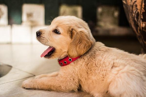 ¿Cuándo puede un cachorro dejar a su madre?  - ¿A qué edad se puede separar a los cachorros de su madre?