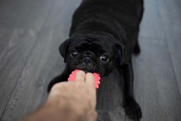 ¿Cuándo se calman los cachorros? - ¿A qué edad son más difíciles los cachorros?