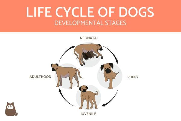 ¿Cuándo se considera viejo a un perro?  - Las etapas de la vida de los perros.