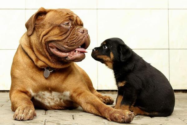 ¿Cuándo un perro crece por completo? - Cambios de cachorro a adulto