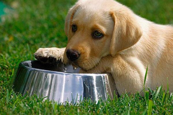 ¿Cuánta agua debe beber mi perro? - ¿Qué tipo de comida come tu perro?