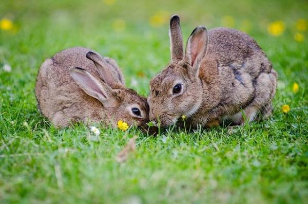 ¿Cuánta comida debe comer un conejo? - Información general sobre la alimentación de conejos.