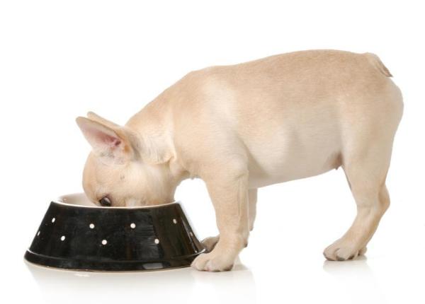 ¿Cuánta comida debes darle a tu perro?  - ¿Cuánto debe comer un cachorro?