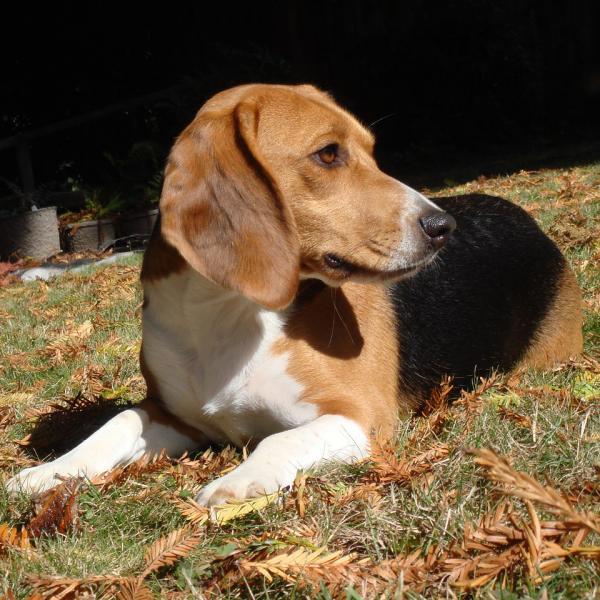 ¿Cuánta comida necesita un Beagle? - Cómo alimentar adecuadamente a un beagle