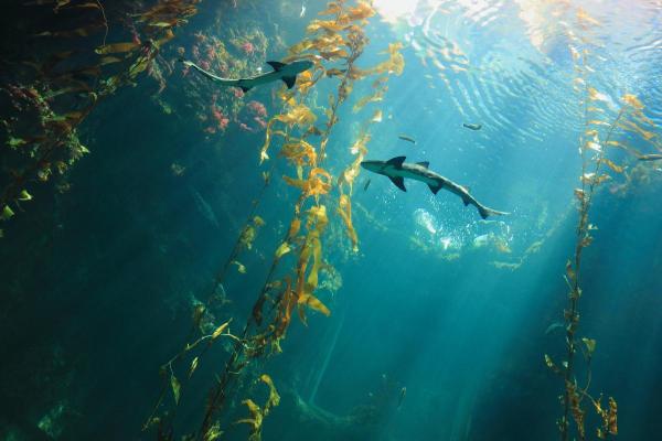 ¿Cuántas aletas tiene un tiburón? - ¿Cuántas aletas tienen los tiburones?