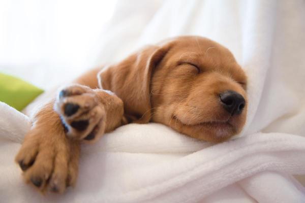 ¿Cuántas horas al día duerme un perro? - ¿Cuánto duerme un perro de 10 años?
