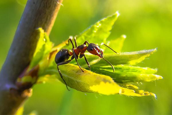 ¿Cuántas patas tiene una hormiga? - Anatomía de la pata de hormiga.