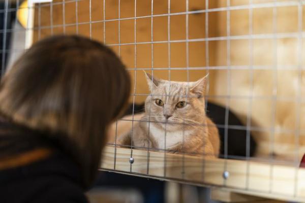 ¿Cuánto cuesta tener un gato? - ¿Cuánto cuesta adoptar un gato?