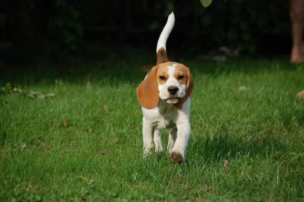 ¿Cuánto ejercicio necesitan los Beagles? - ¿Cómo son los Beagles?