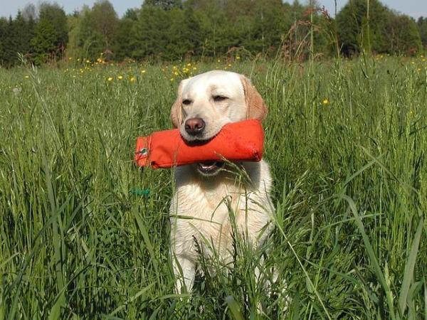¿Cuánto ejercicio necesitan los labradores retrievers? - ¿Cuánta comida necesitan los Labrador Retrievers?