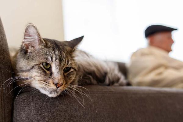 ¿Cuánto tiempo debo jugar con mi gato? - Juegos para jugar con tu gato