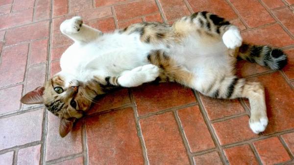 ¿Cuánto tiempo está en celo una gata? - ¿Cuánto tiempo permanece una gata en celo?