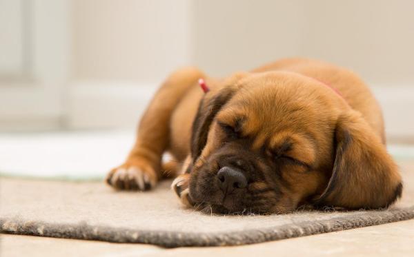 ¿Cuánto tiempo le toma a un cachorro adaptarse al nuevo hogar? - Necesitan explorar su nuevo entorno.