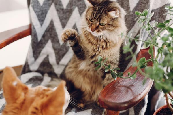 ¿Cuánto tiempo tarda un gato en aceptar un nuevo gatito?  - ¿Por qué mi gato no acepta al nuevo gato?